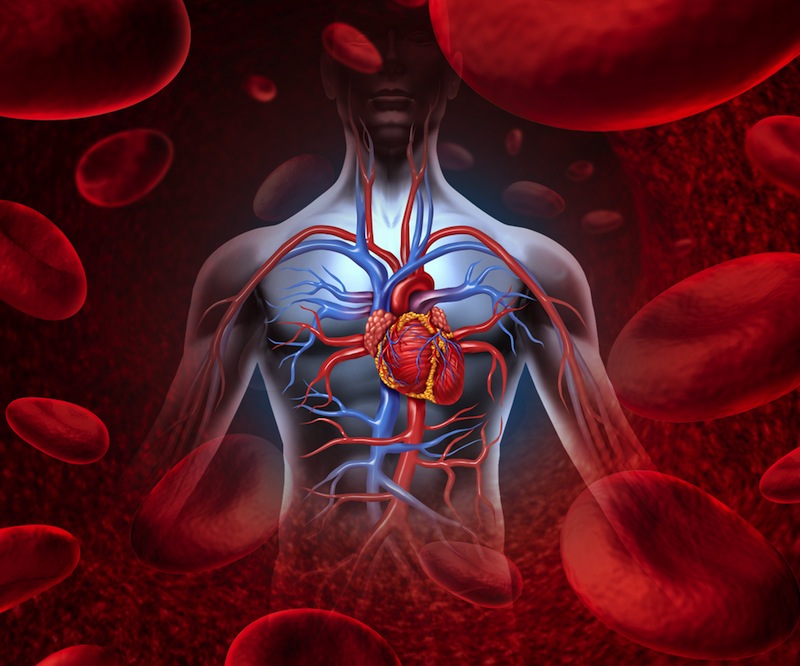 <strong>The benefits of having a healthy blood circulation system in your body</strong>