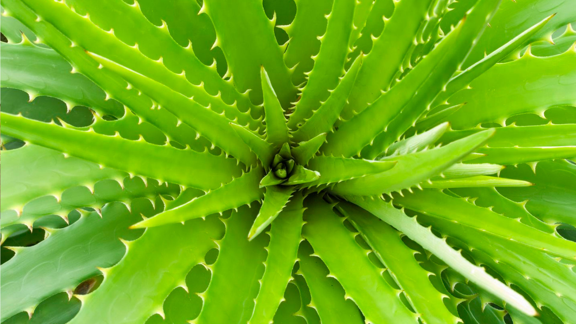 Aloe vera and cactus plants benefits